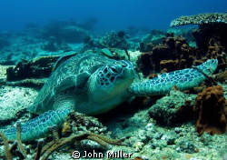 Resting Green Turtle - Taken with Magic Filter by John Miller 